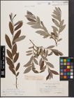 Foto von Salix cinerea L. x Salix repens L.